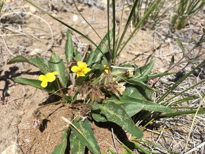 Viola nuttallii, photographed by Cecelia Alexander