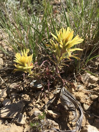 Castilleja angustifolia, photographed by Cecelia Alexander