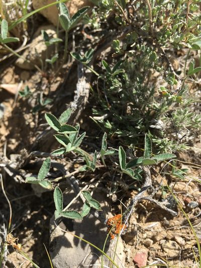 Trifolium gymnocarpon, photographed by Cecelia Alexander
