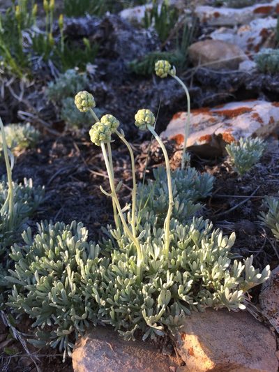 Artemisia capitata, photographed by Cecelia Alexander