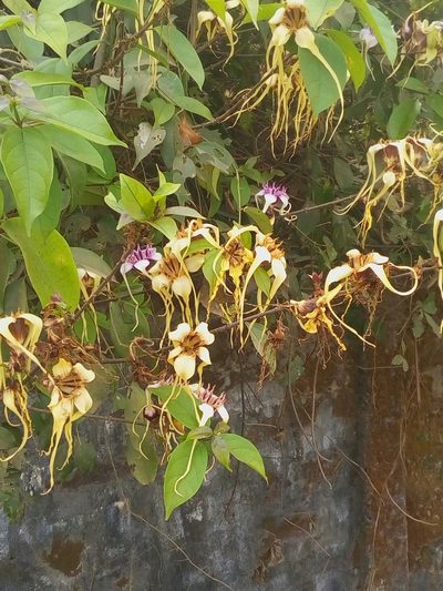 Strophanthus sarmentosus, photographed by Viken