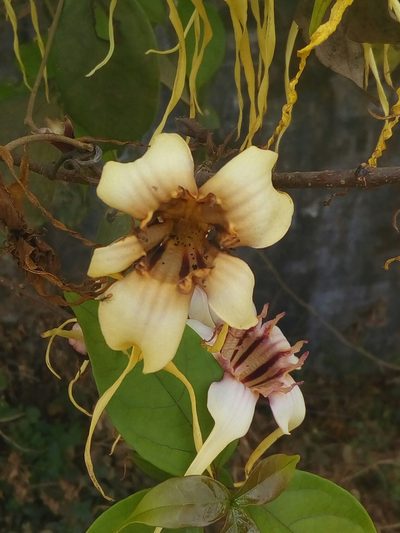 Strophanthus sarmentosus, photographed by Viken