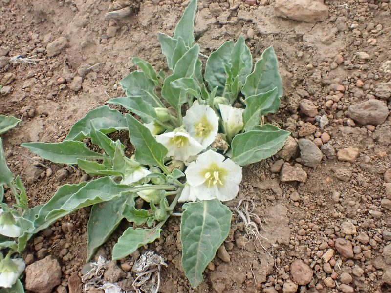 Leucophysalis nana, photographed by Trevor Van Loon