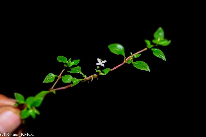 Otiophora pauciflora, photographed by Romer N. Rabarijaona