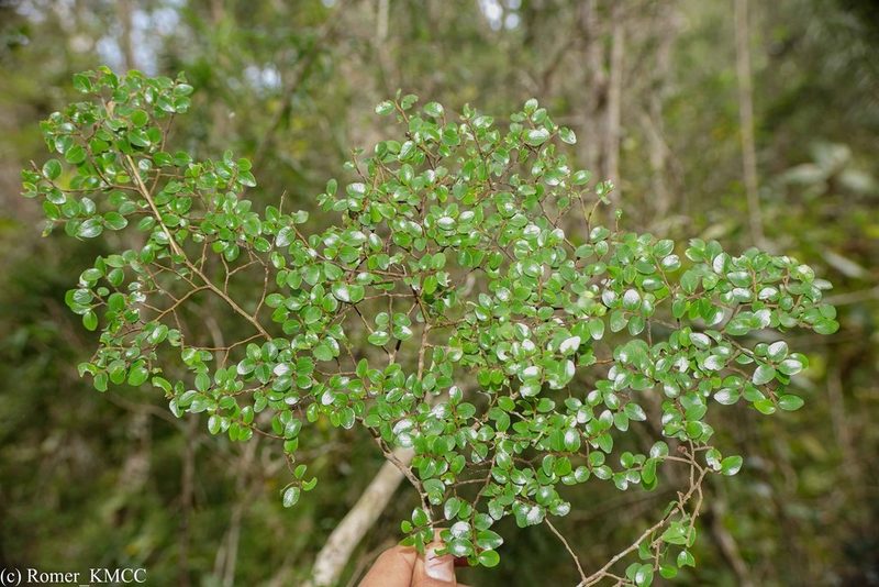 Leptolaena pauciflora, photographed by Romer N. Rabarijaona