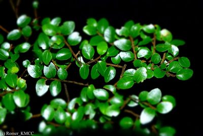 Leptolaena pauciflora, photographed by Romer N. Rabarijaona