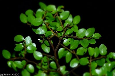 Leptolaena pauciflora, photographed by Romer N. Rabarijaona