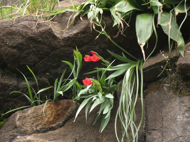 Gladiolus flanaganii, photographed by Peter Warren