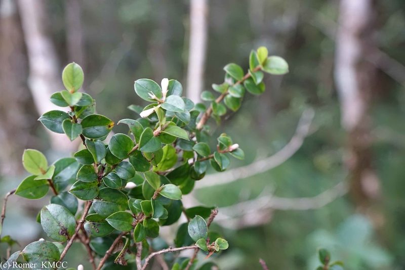Gaertnera pauciflora, photographed by Romer N. Rabarijaona