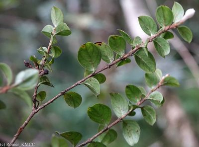Gaertnera pauciflora, photographed by Romer N. Rabarijaona