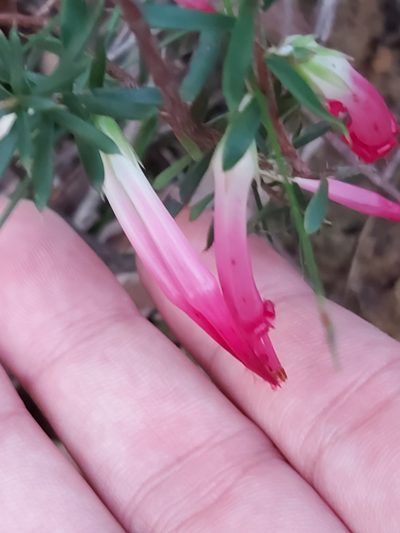 Styphelia tubiflora, photographed by Tim