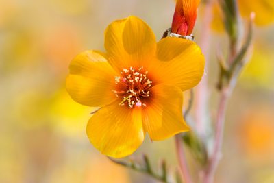 Mentzelia pectinata, photographed by Ken-ichi Ueda