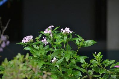 Pentas lanceolata, photographed by Afsar Nayakkan