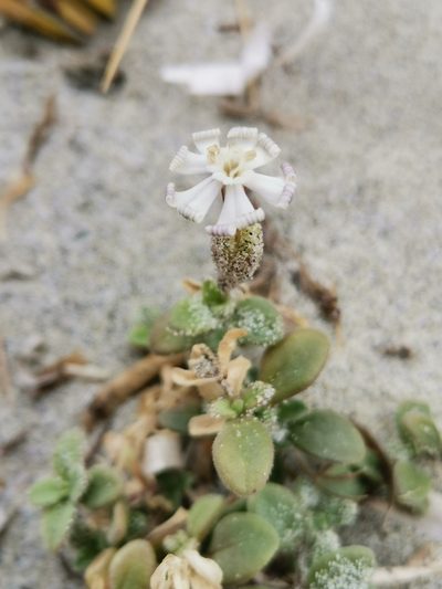 Silene succulenta, photographed by Roland Godon