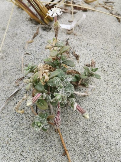 Silene succulenta, photographed by Roland Godon