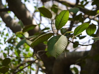 Ficus drupacea, photographed by Dinesh Valke