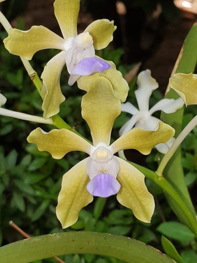 Vanda tessellata, photographed by Aravinth