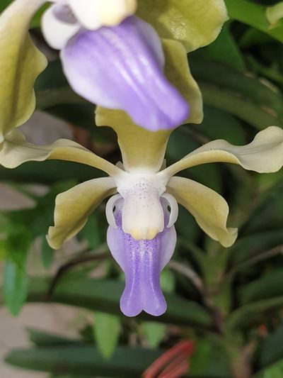 Vanda tessellata, photographed by Aravinth