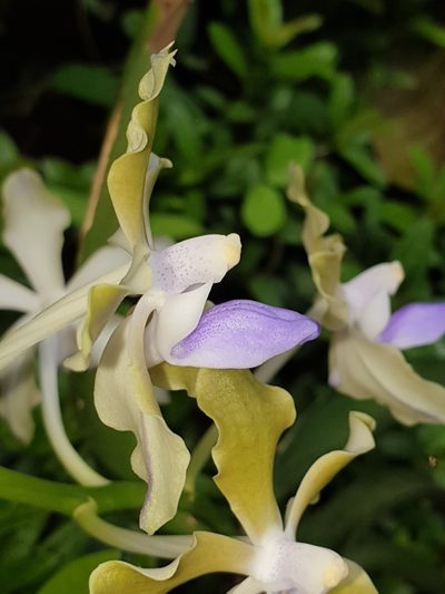 Vanda tessellata, photographed by Aravinth