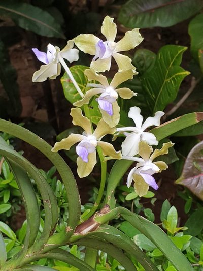 Vanda tessellata, photographed by Aravinth