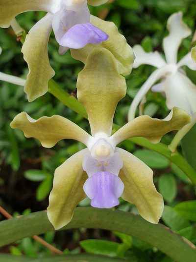 Vanda tessellata, photographed by Aravinth