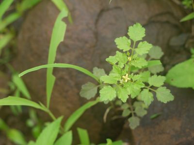 Cardamine trichocarpa, photographed by Dinesh Valke