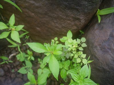 Cardamine trichocarpa, photographed by Dinesh Valke