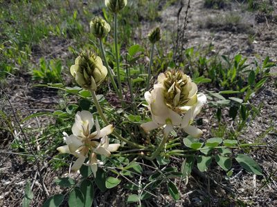 Hedysarum grandiflorum, photographed by Богдан Кученко