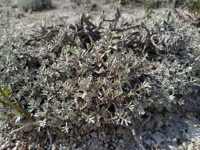 Artemisia hololeuca, photographed by Богдан Кученко