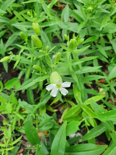 Silene procumbens, photographed by Анна Митрошенкова