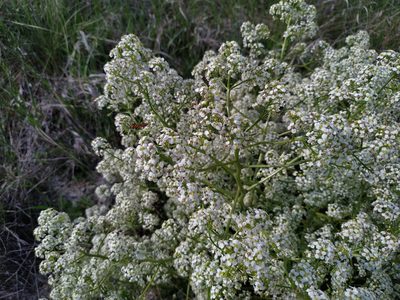 Crambe tataria, photographed by Богдан Кученко
