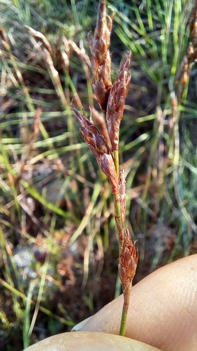 Restio triflorus, photographed by kevin koen