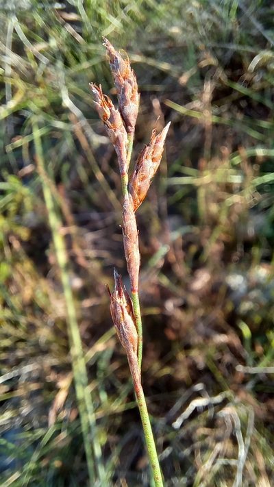 Restio triflorus, photographed by kevin koen