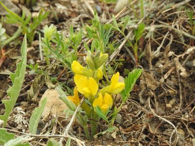 Thermopsis lanceolata, photographed by Анна Васильченко