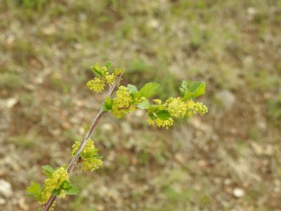 Ribes diacantha, photographed by Анна Васильченко