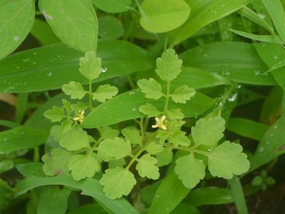 Cardamine trichocarpa, photographed by Dinesh Valke