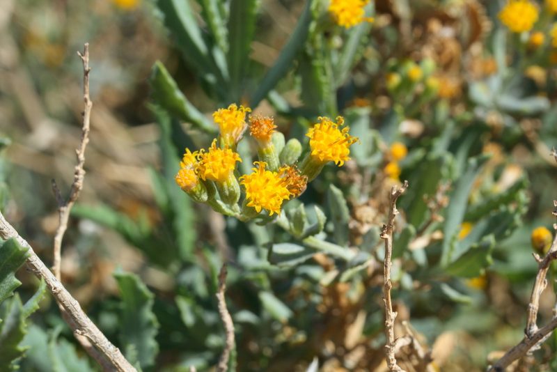 Senecio cunninghamii, photographed by Kym Nicolson