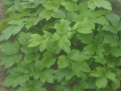 Tetrataenium grande, photographed by Dinesh Valke