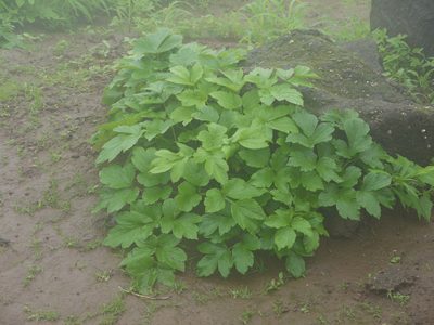 Tetrataenium grande, photographed by Dinesh Valke
