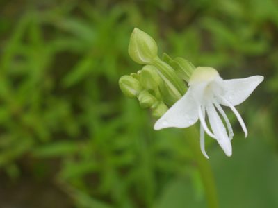 Habenaria grandifloriformis, photographed by Dinesh Valke