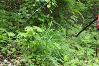 Cirsium erisithales, photographed by thomas_oswald