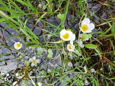 Ranunculus aquatilis, photographed by Ditte Grube Barild