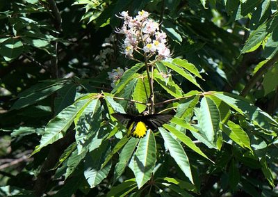 Aesculus indica
