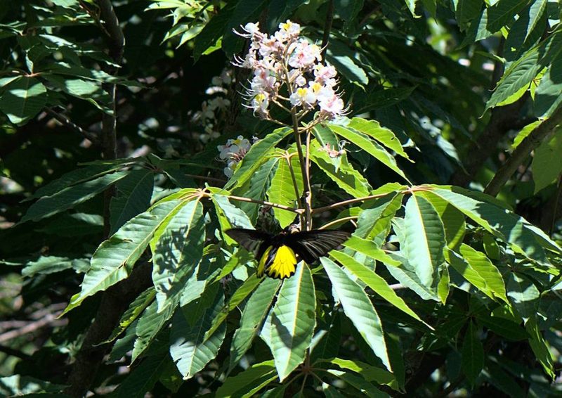 Aesculus indica, photographed by Ramnarayan K