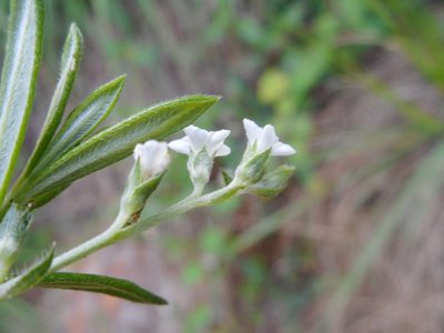 Euploca strigosa, photographed by Eugene Popov