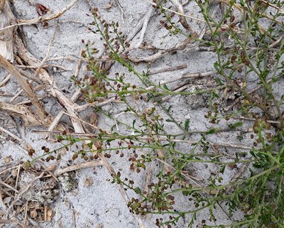 Lepidium desvauxii, photographed by Peter de Lange