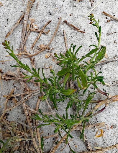 Lepidium desvauxii, photographed by Peter de Lange
