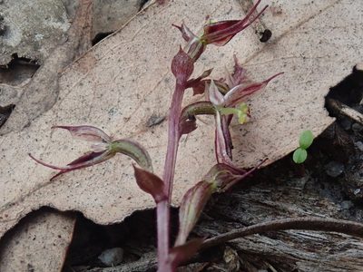Acianthus pusillus, photographed by Eileen Laidlaw