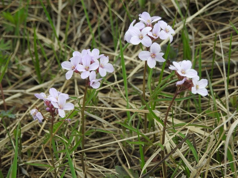 Cardamine trifida, photographed by Анна Васильченко