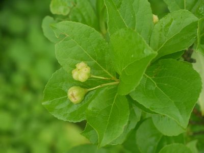 Gymnosporia puberula, photographed by Dinesh Valke